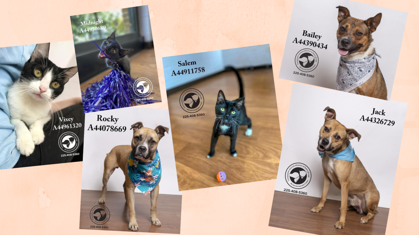 HOW YOU CAN SUPPORT COMPANION ANIMAL ALLIANCE DURING THEIR CLEAR THE SHELTER  DRIVE : The Dogtrovert