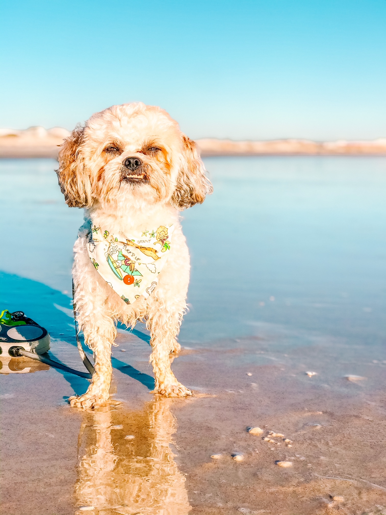 Come to the Beach With Us: Dog Friendly St. Augustine - The Dogtrovert