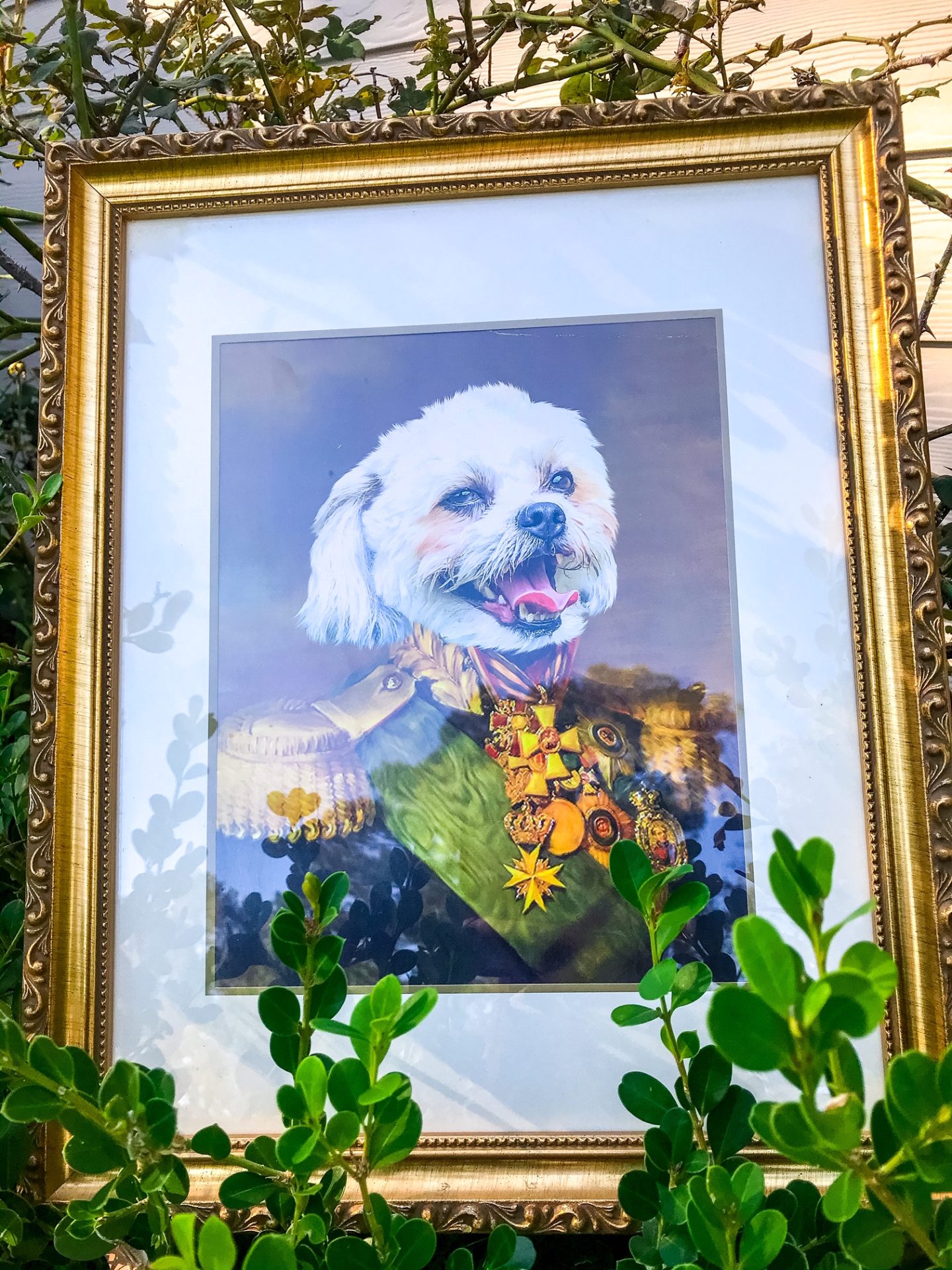 5 Unique Pet Portraits Every Dog Parent Will Love