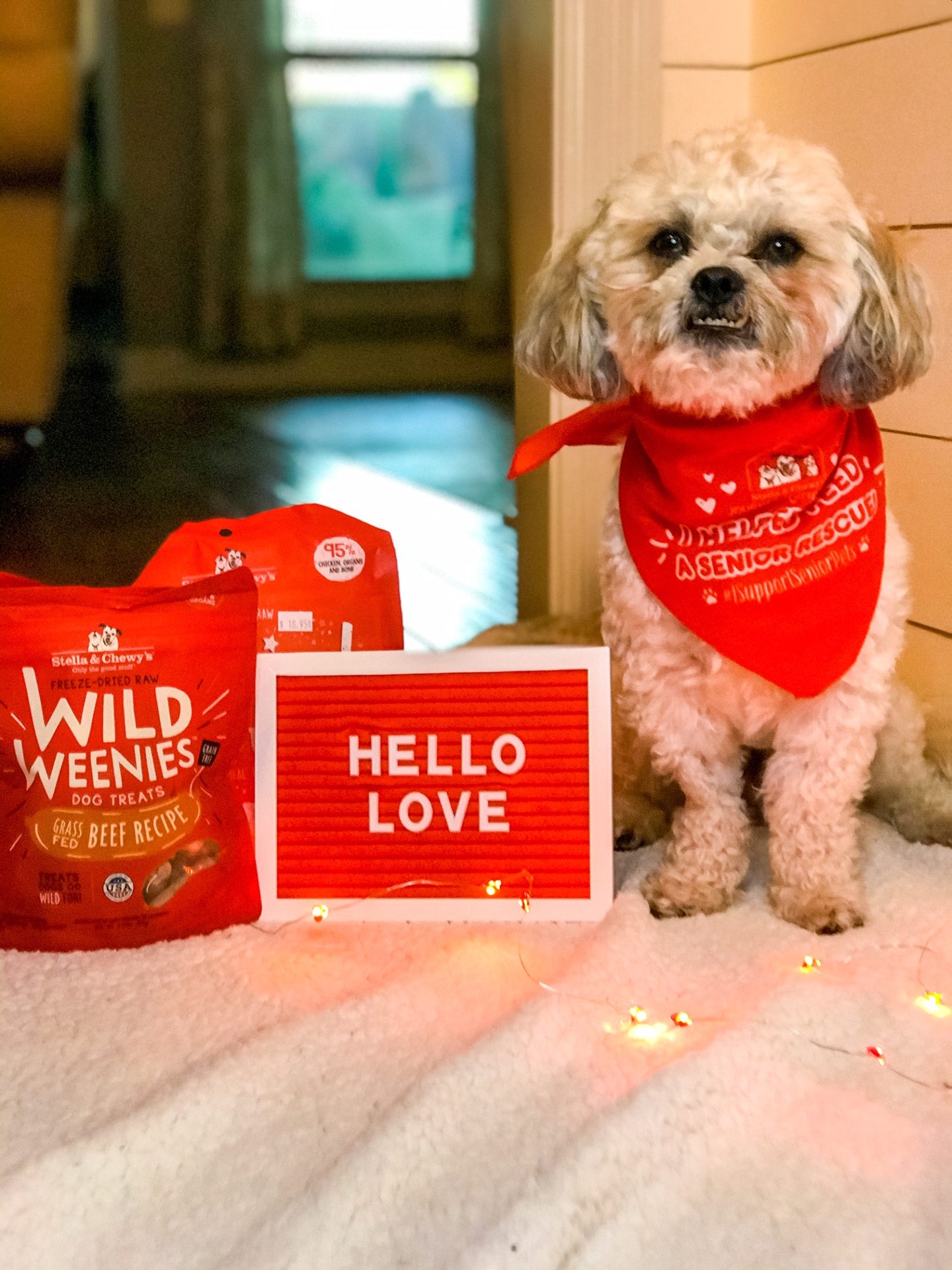 Support Senior Pets This November With Stella and Chewy’s