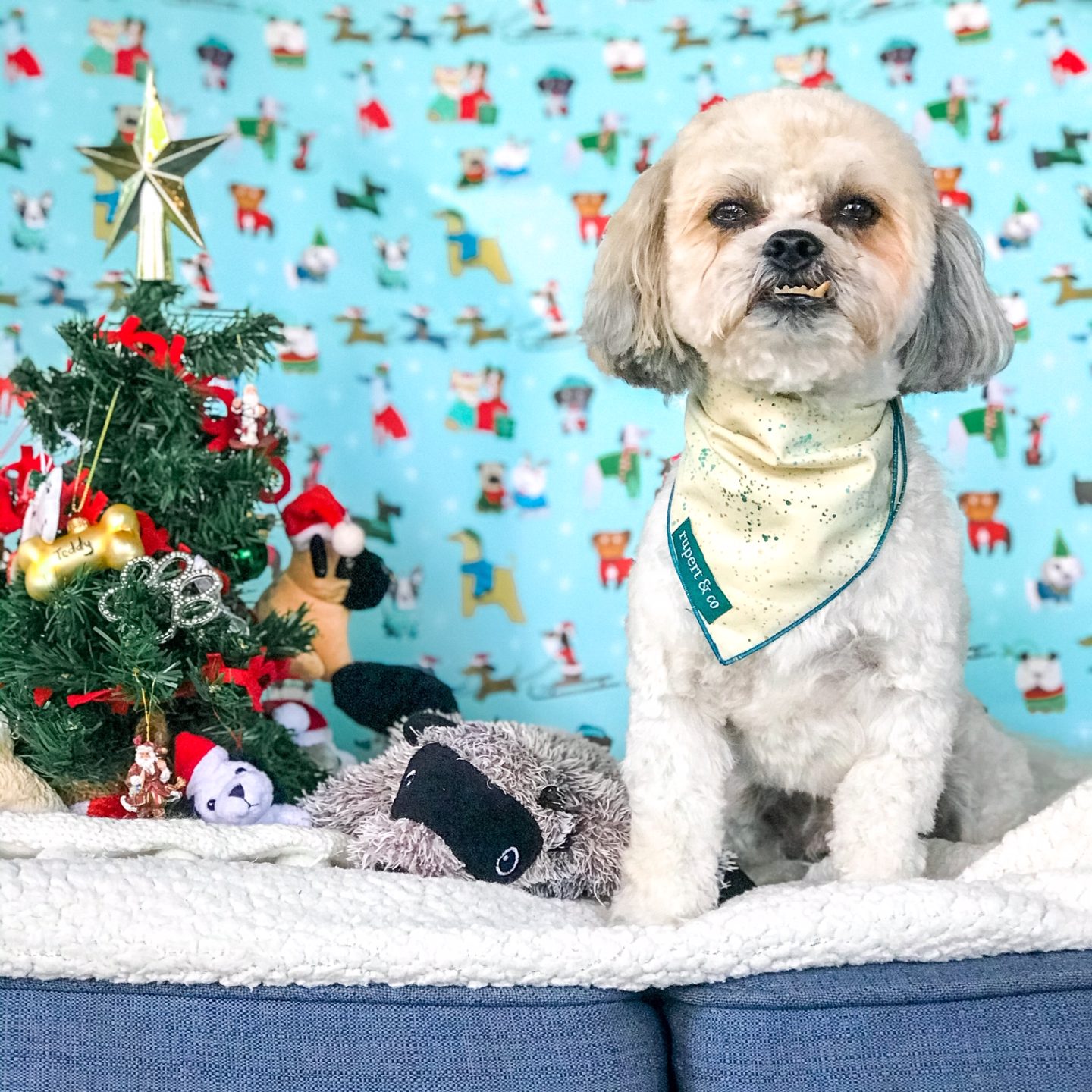 Affordable and Easy DIY Christmas Cards for Your Pet