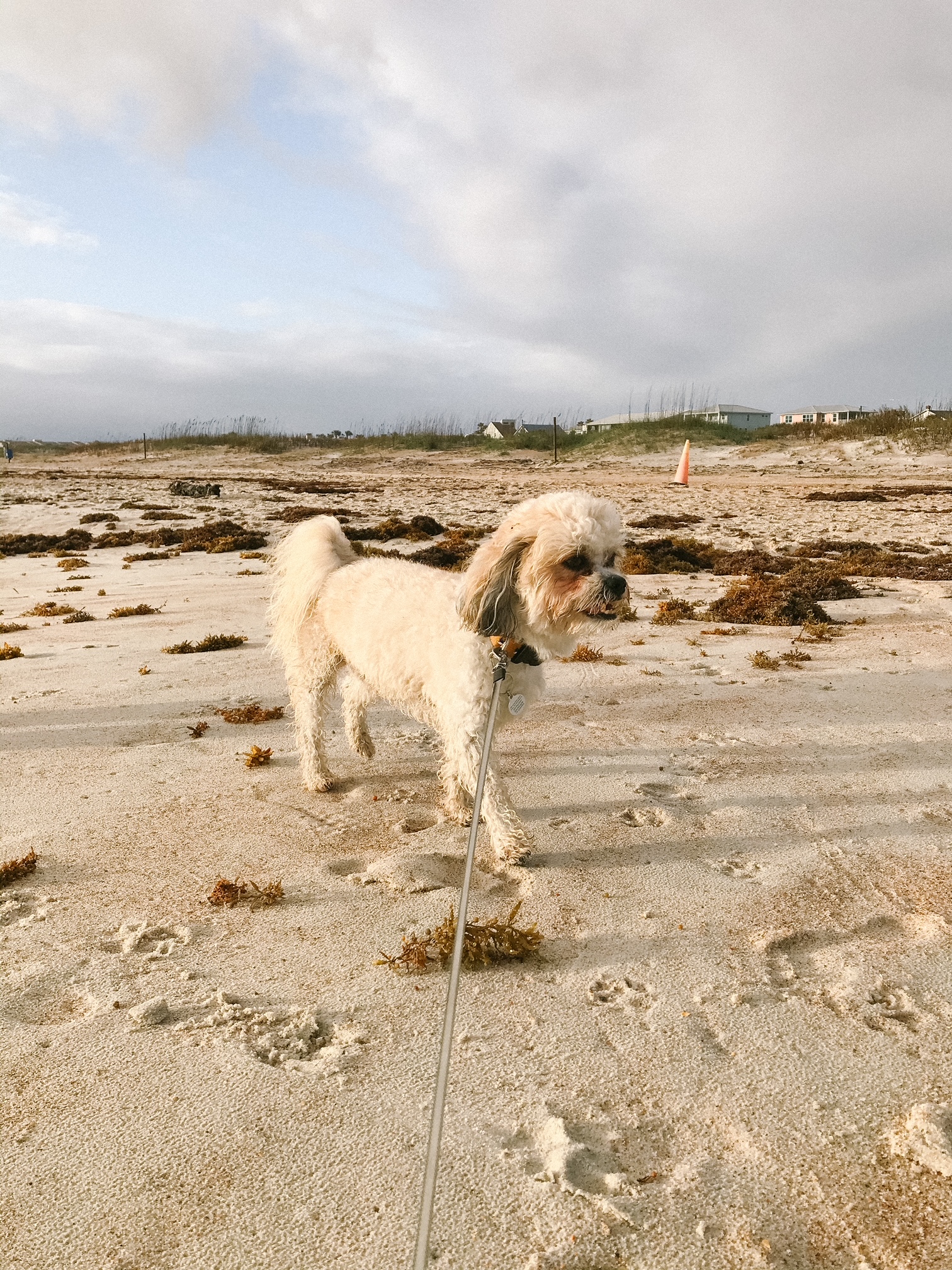 Come to the Beach With Us: Dog Friendly St. Augustine : The Dogtrovert