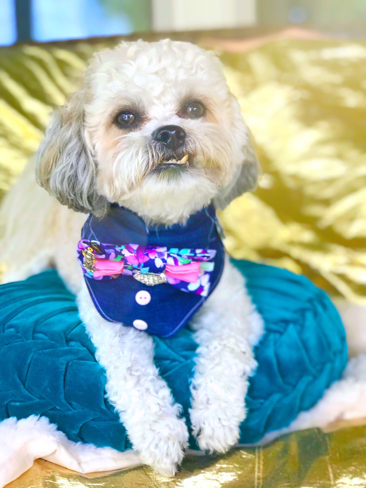 THE FURBALL: BATON ROUGE'S PET FRIENDLY GALA: WHAT TO KNOW AND HOW TO ...