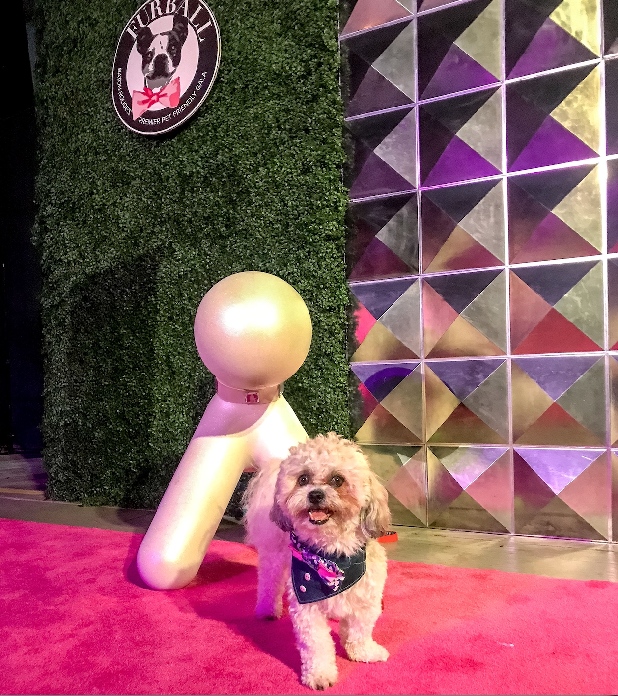 THE FURBALL: BATON ROUGE’S PET FRIENDLY GALA: WHAT TO KNOW AND HOW TO ATTEND